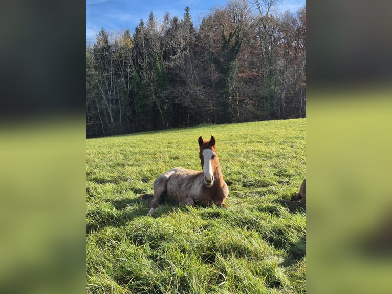 American Quarter Horse Hengst 1 Jahr 150 cm Roan-Red in Steinen