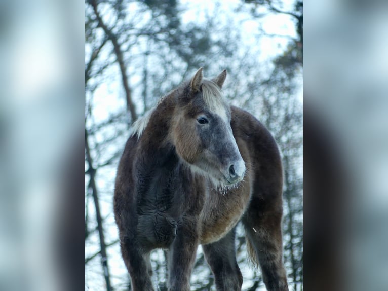 American Quarter Horse Hengst 1 Jahr 150 cm in Geiselwind