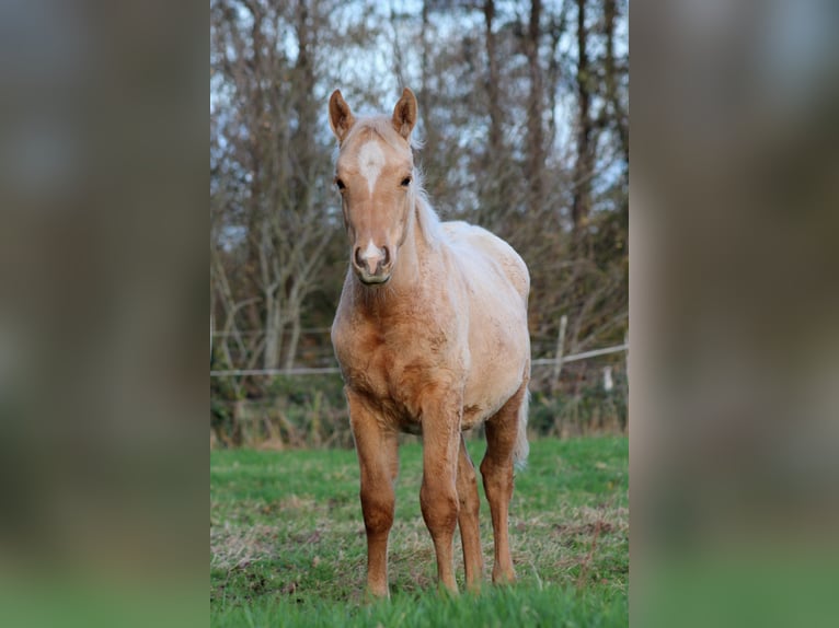 American Quarter Horse Hengst 1 Jahr 151 cm Palomino in Stade