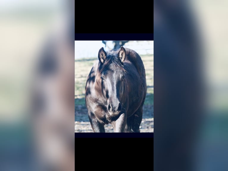 American Quarter Horse Hengst 1 Jahr 151 cm Rappe in Saarbrücken