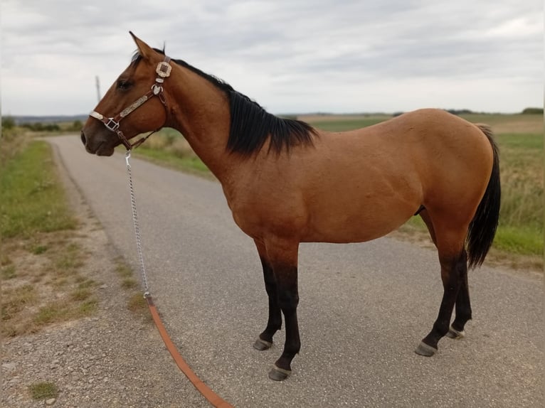 American Quarter Horse Hengst 1 Jahr 152 cm Braunfalbschimmel in Petit-R&#xE9;derching