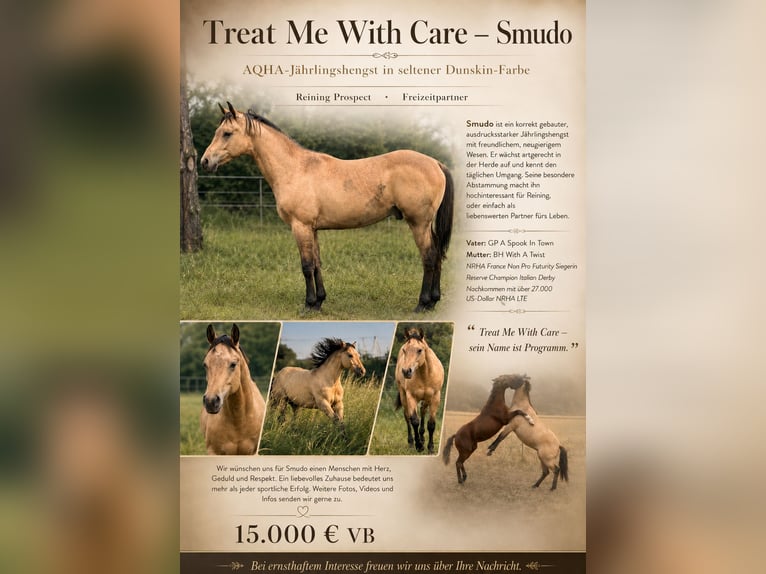 American Quarter Horse Hengst 1 Jahr 152 cm Buckskin in Meckenheim