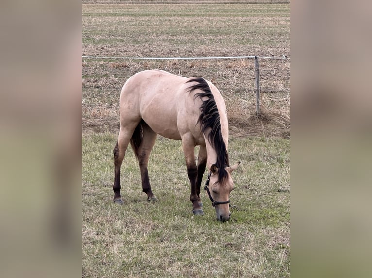 American Quarter Horse Hengst 1 Jahr 152 cm Buckskin in Meckenheim