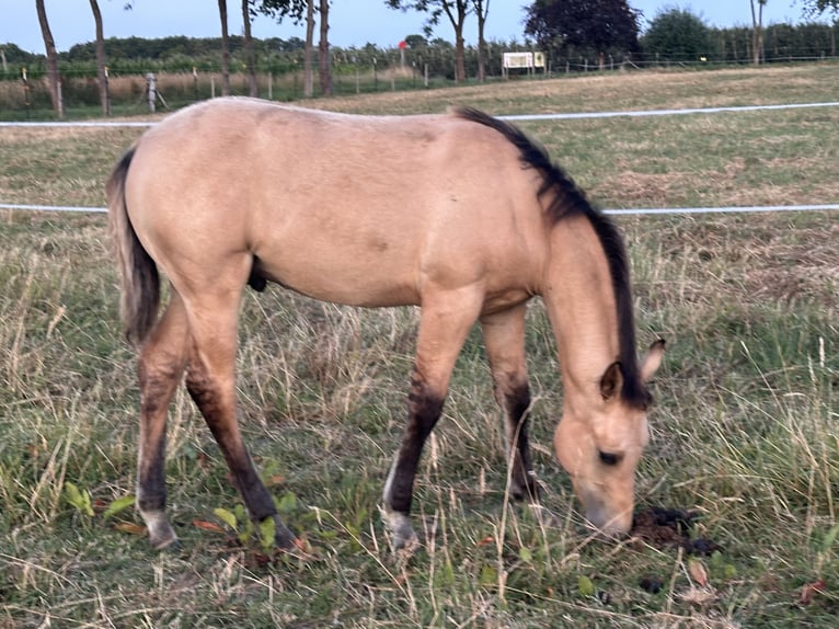 American Quarter Horse Hengst 1 Jahr 152 cm Buckskin in Meckenheim