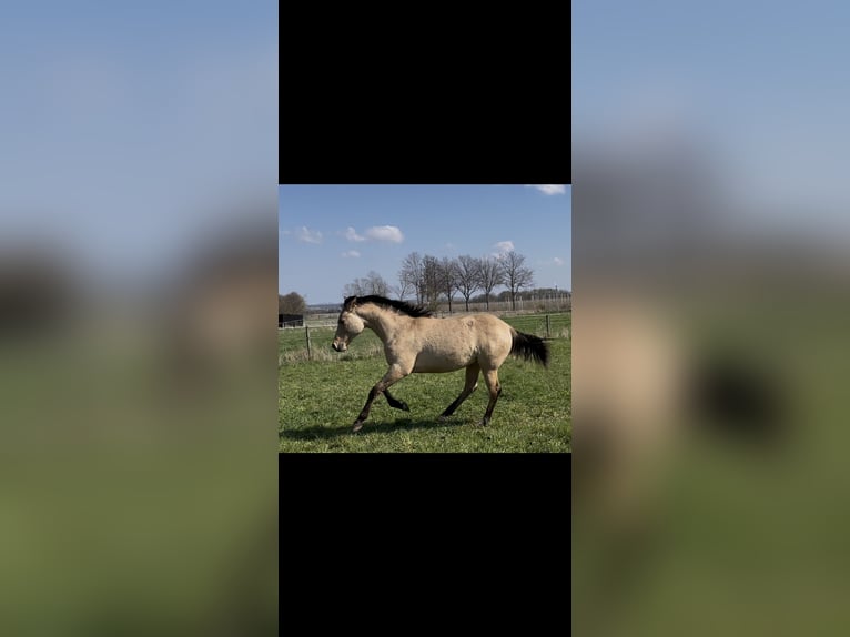 American Quarter Horse Hengst 1 Jahr 152 cm Buckskin in Meckenheim
