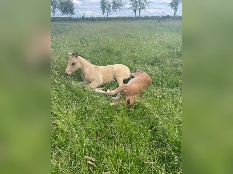 American Quarter Horse Hengst 1 Jahr 152 cm Buckskin in Meckenheim