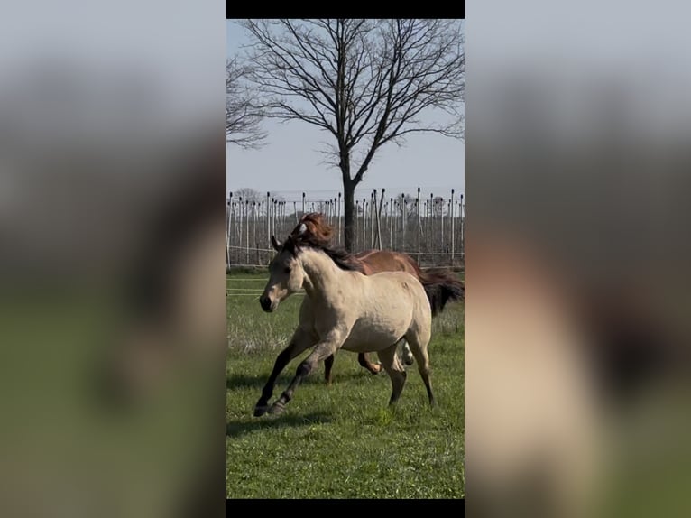 American Quarter Horse Hengst 1 Jahr 152 cm Buckskin in Meckenheim