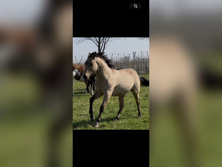American Quarter Horse Hengst 1 Jahr 152 cm Buckskin in Meckenheim