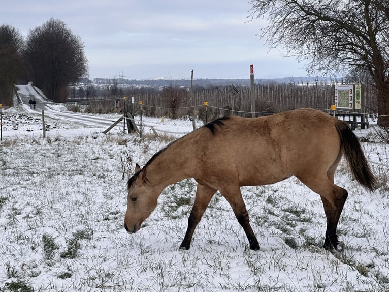 American Quarter Horse Hengst 1 Jahr 152 cm Buckskin in Meckenheim