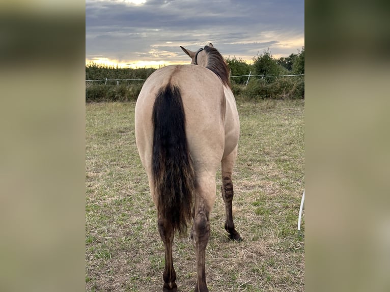 American Quarter Horse Hengst 1 Jahr 152 cm Buckskin in Meckenheim