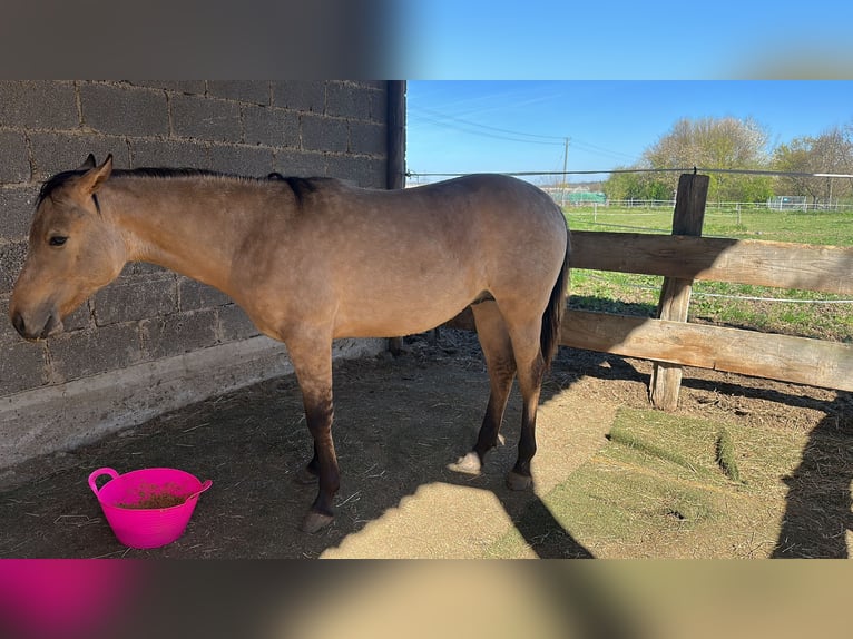 American Quarter Horse Hengst 1 Jahr 152 cm Buckskin in Meckenheim