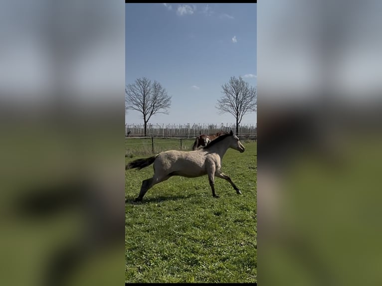 American Quarter Horse Hengst 1 Jahr 152 cm Buckskin in Meckenheim