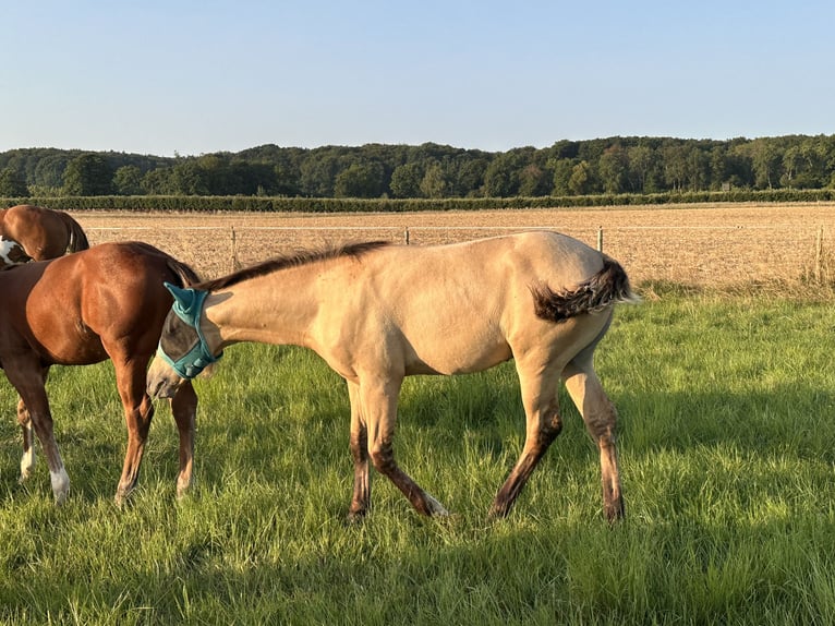 American Quarter Horse Hengst 1 Jahr 152 cm Buckskin in Meckenheim