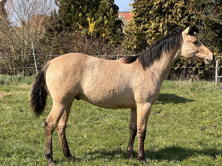 American Quarter Horse Hengst 1 Jahr 152 cm Buckskin in Meckenheim