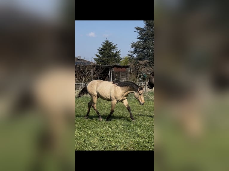 American Quarter Horse Hengst 1 Jahr 152 cm Buckskin in Meckenheim