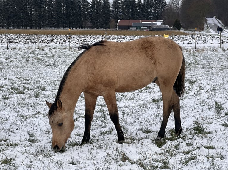 American Quarter Horse Hengst 1 Jahr 152 cm Buckskin in Meckenheim