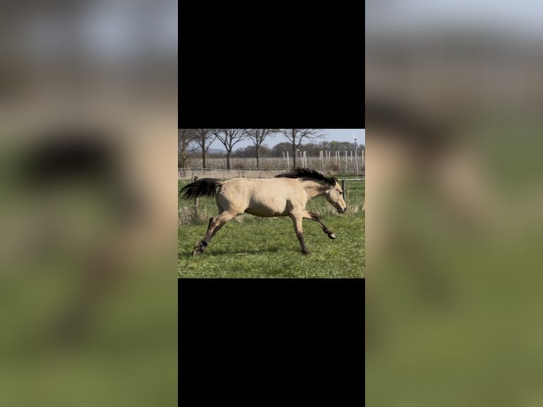 American Quarter Horse Hengst 1 Jahr 152 cm Buckskin in Meckenheim