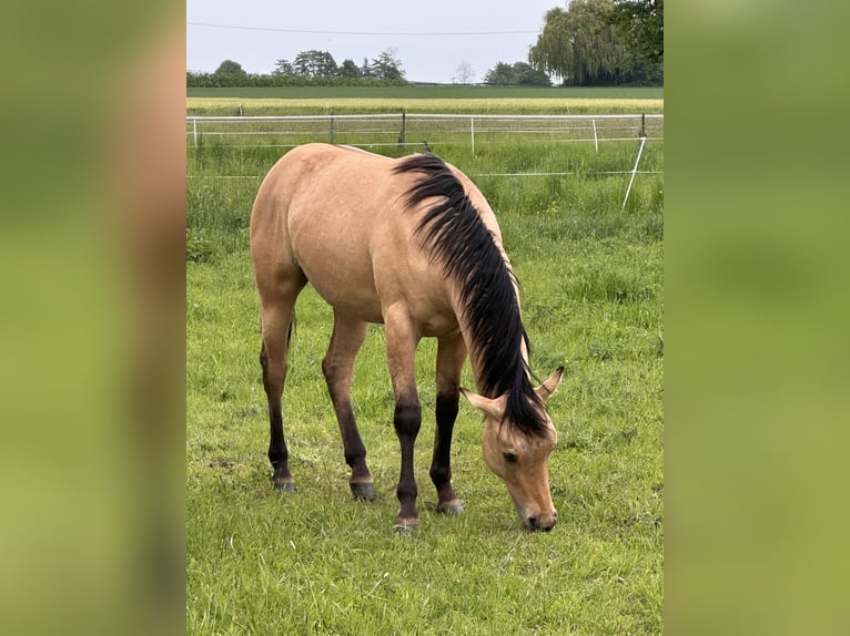 American Quarter Horse Hengst 1 Jahr 152 cm Buckskin in Meckenheim