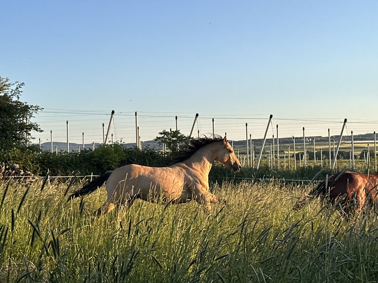 American Quarter Horse Hengst 1 Jahr 152 cm Buckskin in Meckenheim