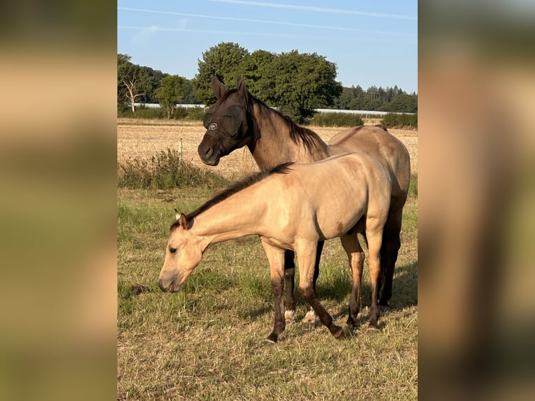 American Quarter Horse Hengst 1 Jahr 152 cm Buckskin in Meckenheim