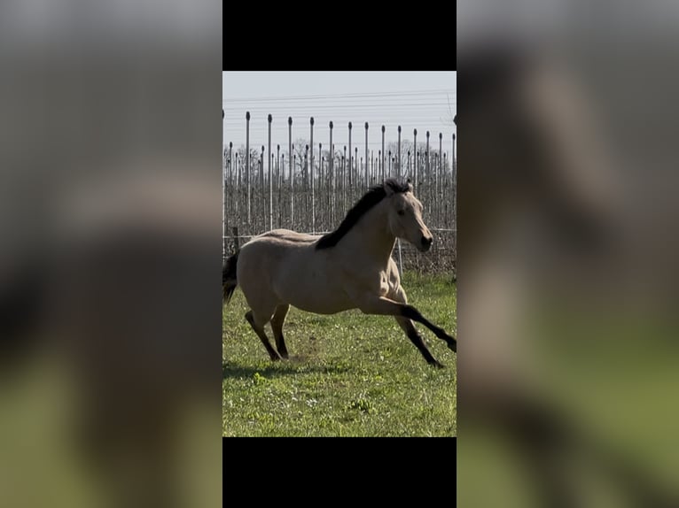 American Quarter Horse Hengst 1 Jahr 152 cm Buckskin in Meckenheim