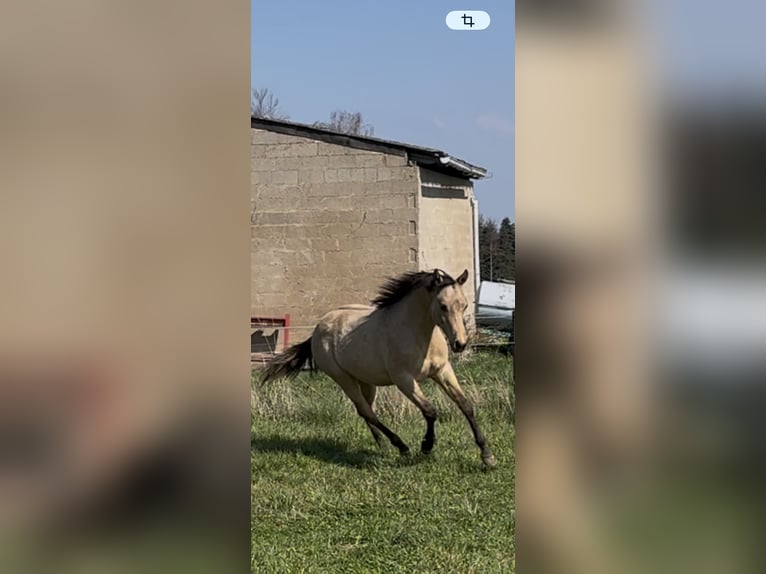 American Quarter Horse Hengst 1 Jahr 152 cm Buckskin in Meckenheim