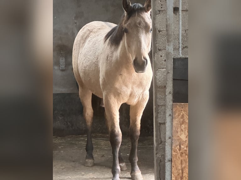 American Quarter Horse Hengst 1 Jahr 152 cm Buckskin in Meckenheim