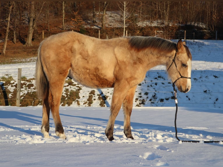 American Quarter Horse Hengst 1 Jahr 152 cm Buckskin in Ptuj