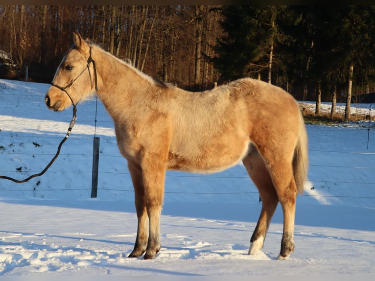 American Quarter Horse Hengst 1 Jahr 152 cm Buckskin in Ptuj