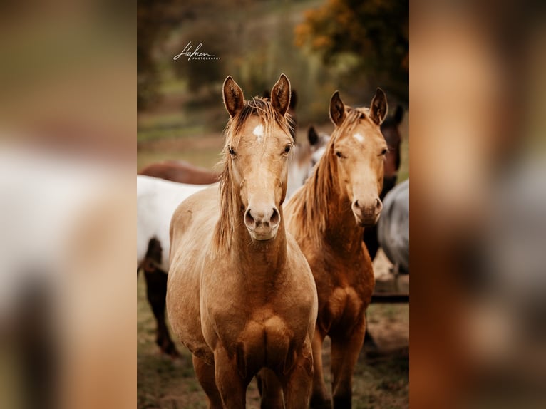 American Quarter Horse Hengst 1 Jahr 152 cm Champagne in Waldshut-Tiengen