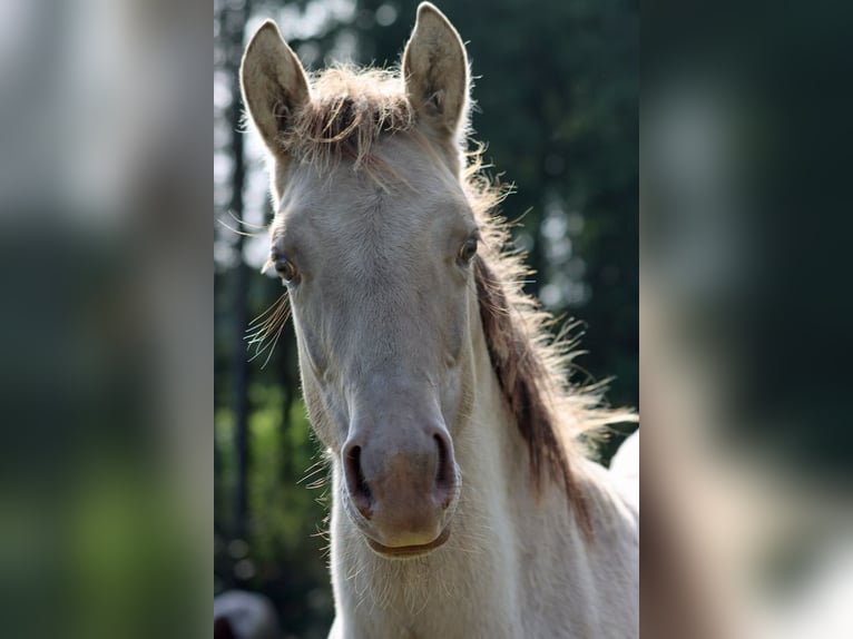 American Quarter Horse Hengst 1 Jahr 152 cm Champagne in Hellenthal