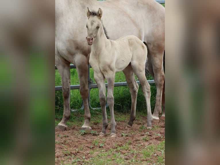 American Quarter Horse Hengst 1 Jahr 152 cm Champagne in Hellenthal