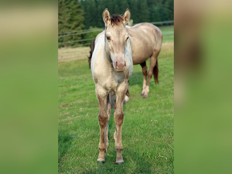 American Quarter Horse Hengst 1 Jahr 152 cm Champagne in Hellenthal