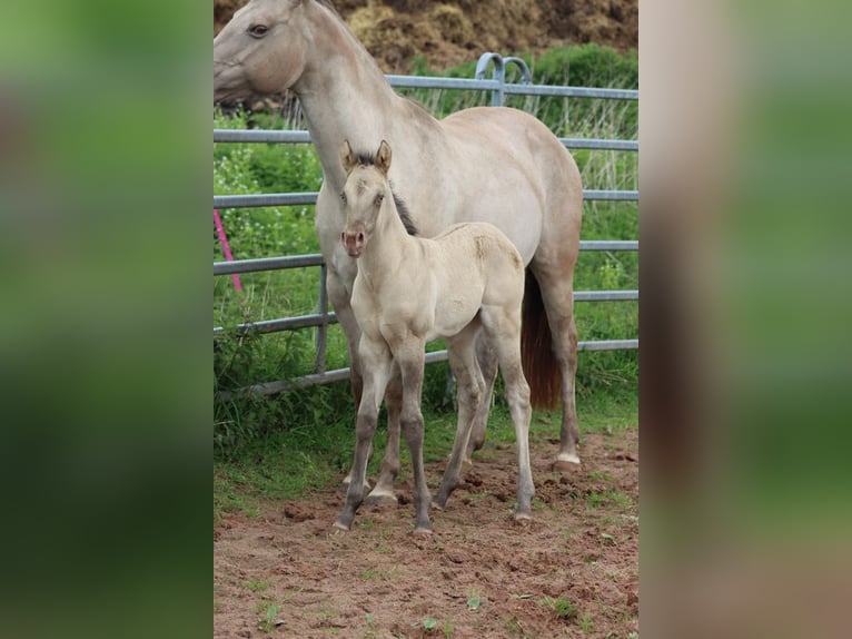 American Quarter Horse Hengst 1 Jahr 152 cm Champagne in Hellenthal