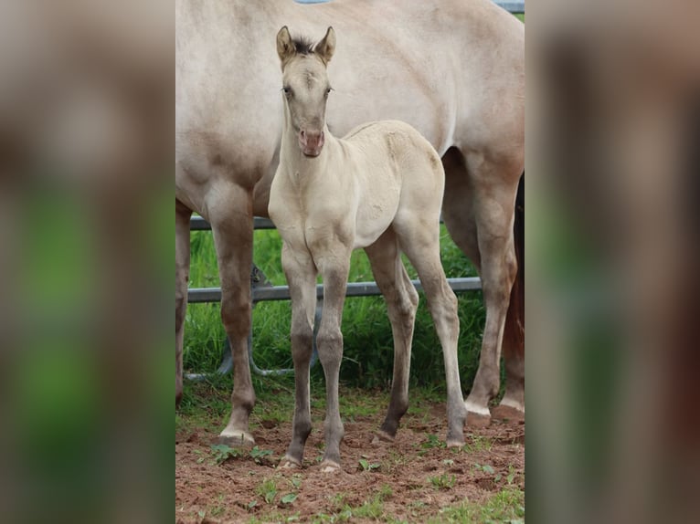 American Quarter Horse Hengst 1 Jahr 152 cm Champagne in Hellenthal