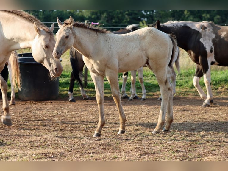 American Quarter Horse Hengst 1 Jahr 152 cm Champagne in Hellenthal