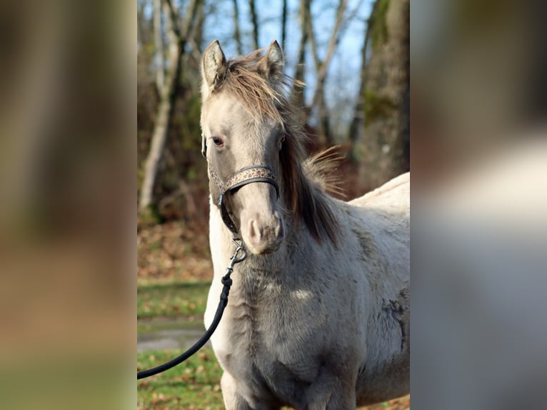 American Quarter Horse Hengst 1 Jahr 152 cm Champagne in Hellenthal