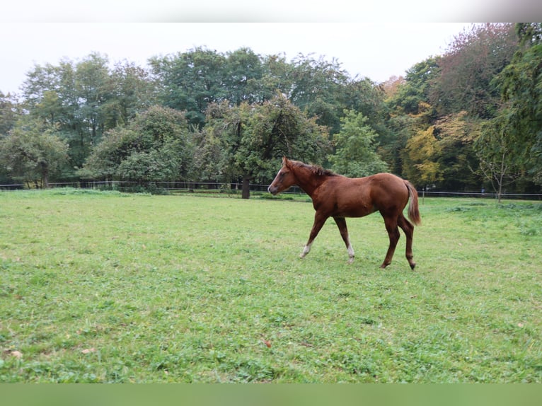 American Quarter Horse Hengst 1 Jahr 152 cm Dunkelfuchs in Neuwied