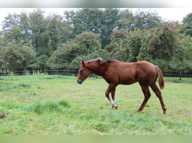 American Quarter Horse Hengst 1 Jahr 152 cm Dunkelfuchs in Neuwied