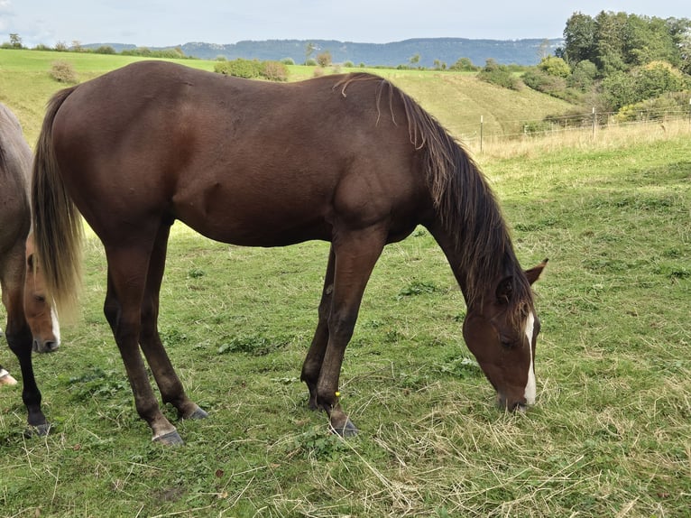 American Quarter Horse Hengst 1 Jahr 152 cm Dunkelfuchs in Aldingen