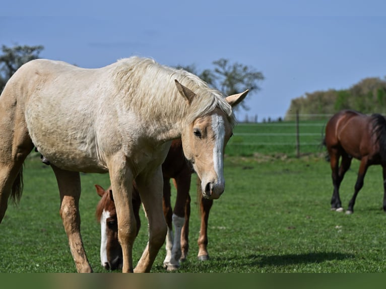American Quarter Horse Hengst 1 Jahr 152 cm Palomino in Fleischwangen