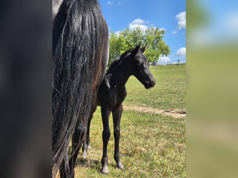 American Quarter Horse Hengst 1 Jahr 152 cm Rappe in Mücke
