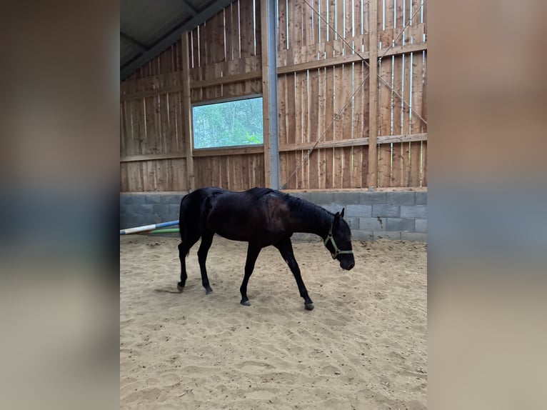 American Quarter Horse Hengst 1 Jahr 152 cm Rappe in Skrzyszów