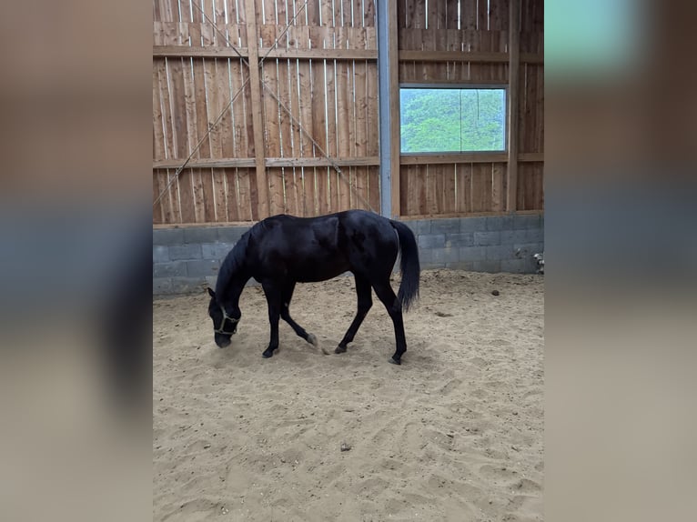 American Quarter Horse Hengst 1 Jahr 152 cm Rappe in Skrzyszów
