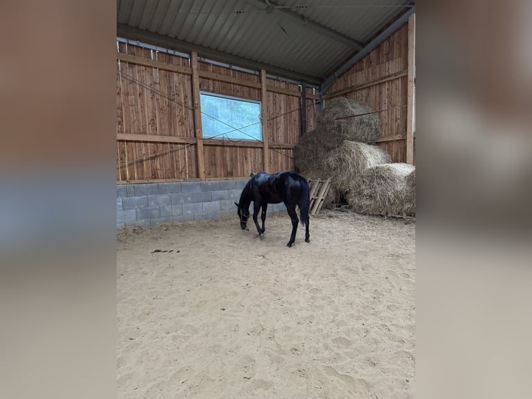 American Quarter Horse Hengst 1 Jahr 152 cm Rappe in Skrzyszów