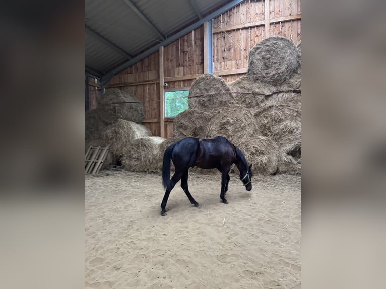 American Quarter Horse Hengst 1 Jahr 152 cm Rappe in Skrzyszów