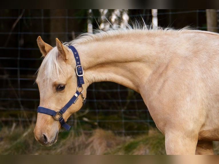 American Quarter Horse Hengst 1 Jahr 152 cm in Clausthal-Zellerfeld
