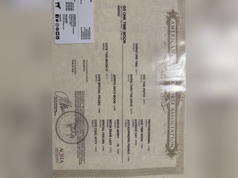 American Quarter Horse Hengst 1 Jahr 152 cm Roan-Bay in Aztec, NM