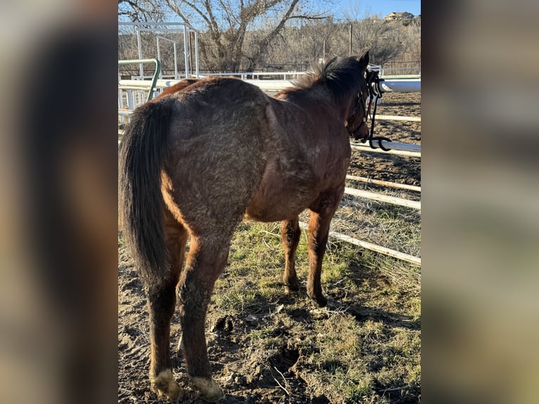 American Quarter Horse Hengst 1 Jahr 152 cm Roan-Bay in Aztec, NM