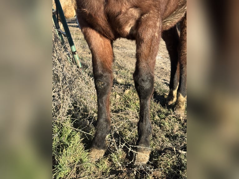 American Quarter Horse Hengst 1 Jahr 152 cm Roan-Bay in Aztec, NM